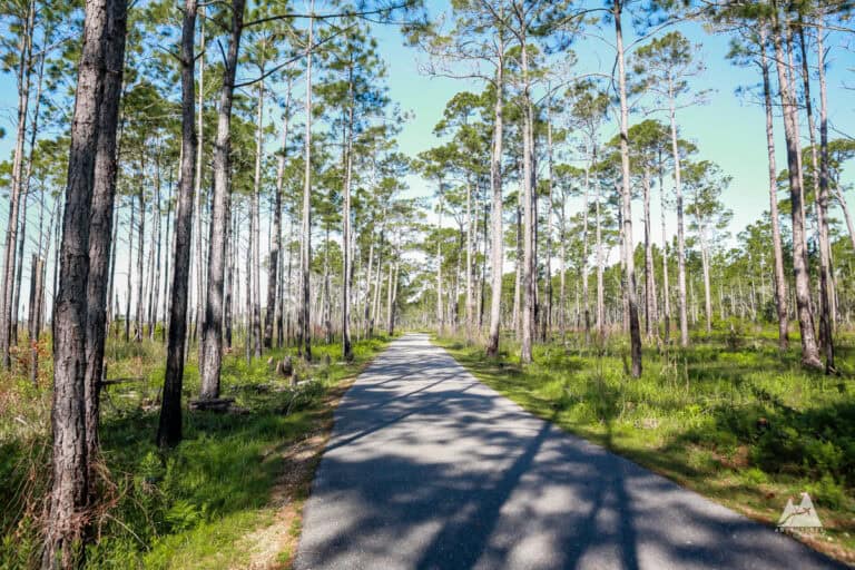 A paved trail winds through a sunlit forest of tall, slender pine trees at Gulf State Park in Gulf Shores. Long tree shadows stretch across the path, with lush green undergrowth lining both sides beneath a clear blue sky.