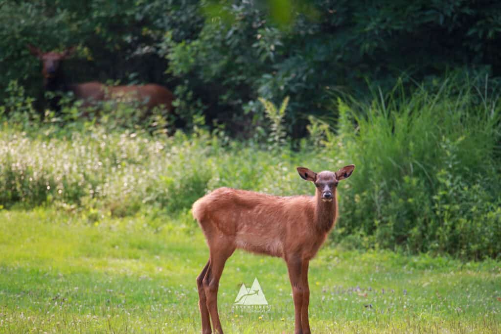 A baby elk stands facing towards the viewer in a bright green meadow. Towards the edge, in the shadows of a forest, a large mother elk can be seen keeping watch.