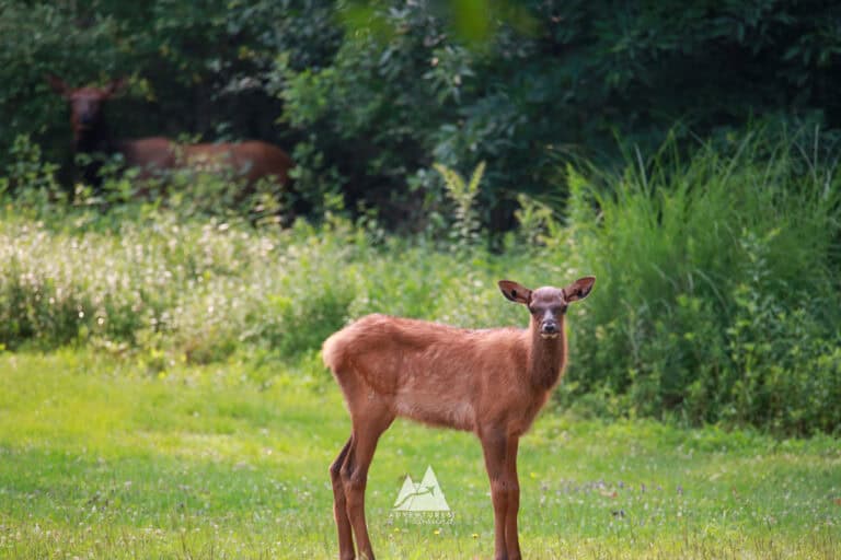 A Weekend in the Wilds: Your Itinerary for Outdoor Adventures in PA’s Elk Country
