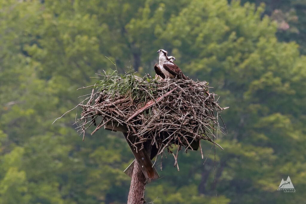 Two osprey sit facing opposite directions, high in a cluttered and chaotic nest of sticks and grasses.